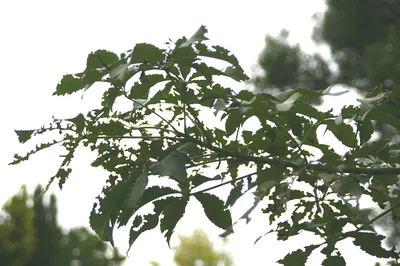 Chorisia_speciosa_20zz.jpg
